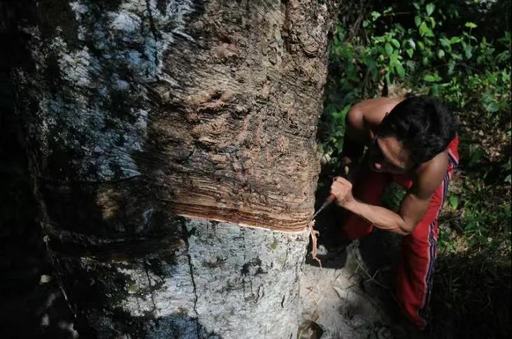 保護(hù)熱帶雨林和生物多樣性