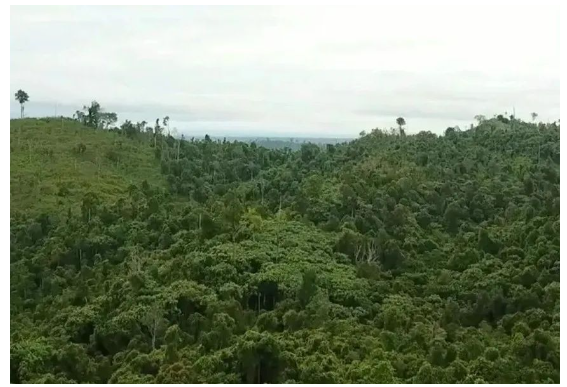 在米其林及其印尼合作伙伴參與之前，這片土地和森林遭受了嚴(yán)重的破壞和亂砍亂伐。