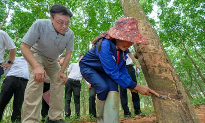 在調(diào)研期間，副省長(zhǎng)顧剛也參加了此次活動(dòng)。整個(gè)調(diào)研活動(dòng)著重探討了海南農(nóng)墾改革和農(nóng)墾高質(zhì)量發(fā)展的問題，為推動(dòng)海南天然橡膠產(chǎn)業(yè)的發(fā)展提供了重要的指導(dǎo)和決策參考。